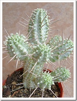 110924_Euphorbia-mammillaris-variegata_01 110924_Euphorbia-mammillaris-variegata_01
