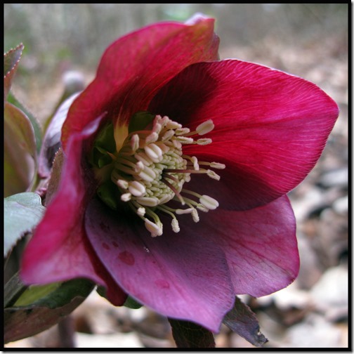 Helleborus