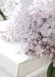 [Lilacs15.jpg]