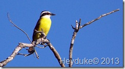 Great Kiskadee