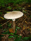 Macrolepiota Procera - yummy!