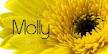 Yellow Gerbera 6 Name place