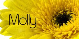 Yellow Gerbera 6 Name place