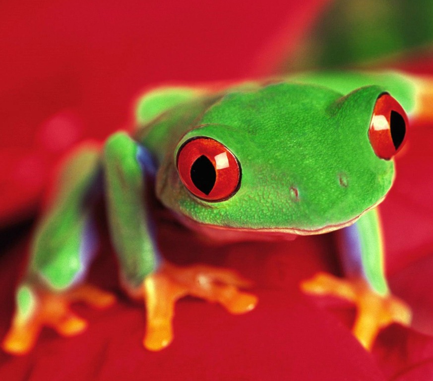 [frog2011%252035353%255B4%255D.jpg]
