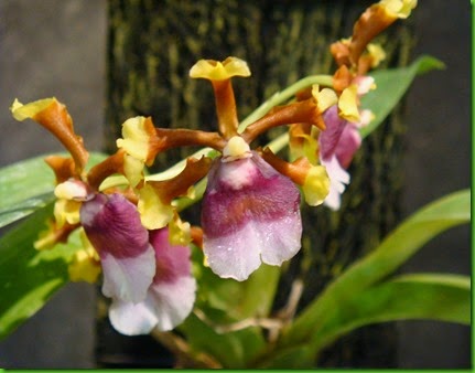 OR Oncidium fuscatum