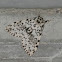 Black Arches