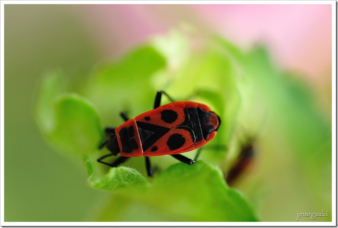 DSC_6403 DSC_6403