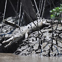 American Crocodile