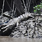 American Crocodile