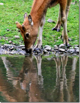 bronx-zoo-nyc-deer