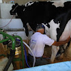 superleite2011_dia1507_92.JPG