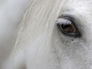 [eye_w%255B5%255D.jpg]
