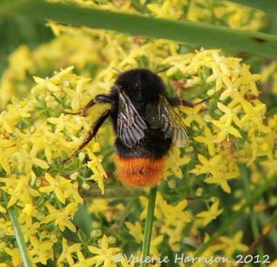 [42-red-tailed-bumblebee%255B2%255D.jpg]