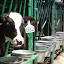 The cows of Nooshin Toos