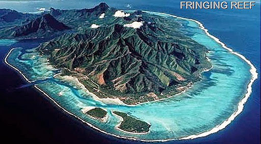 fringing-coral-reef fringing-coral-reef
