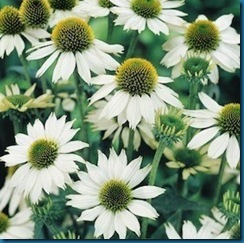 echinacea_baby_swan_2 echinacea_baby_swan_2