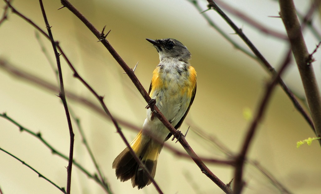 [Female-American-Redstart-SPI3.jpg]