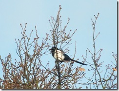 magpie