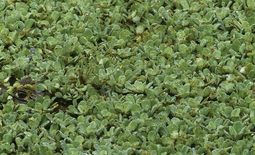 [animal-camouflage-photography-art-wolfe-9%255B4%255D.jpg]