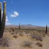 Argentine