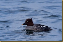 - Common Goldeneye -female D7K_3166 February 05, 2012 NIKON D7000