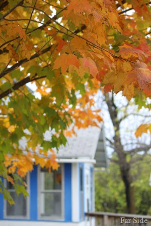 Beautiful leaves at the white house with the blue shutters