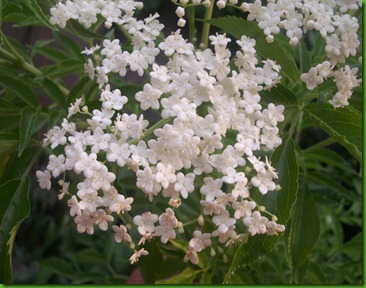 Sambucus nigra Elderberry (7) Sambucus nigra Elderberry (7)