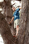Ben playing in a Pohutukawa tree after enjoying the Christmas Parade.