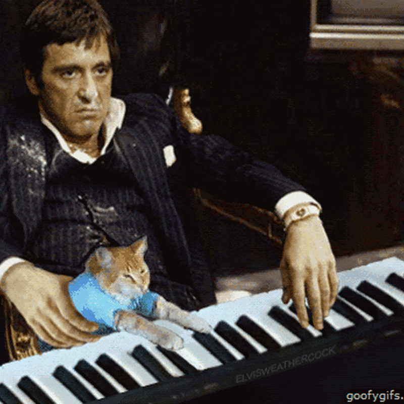 Gif divertido gato tocando el piano