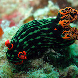 Nudi branch