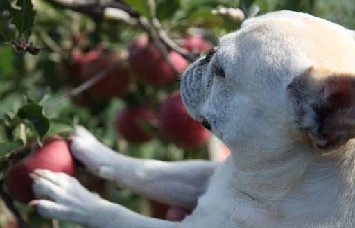 The texture of a winesap apple is nice and crisp when you bit into it, and it has a pleasantly tart flavor.