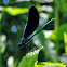 Ebony Jewelwing