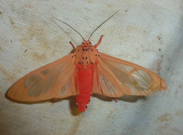 Arctiinae : Amerila madagascariensis (BOISDUVAL, 1847), endémique. Mananara Lodge, 7 janvier 2014. Photo : T. Laugier