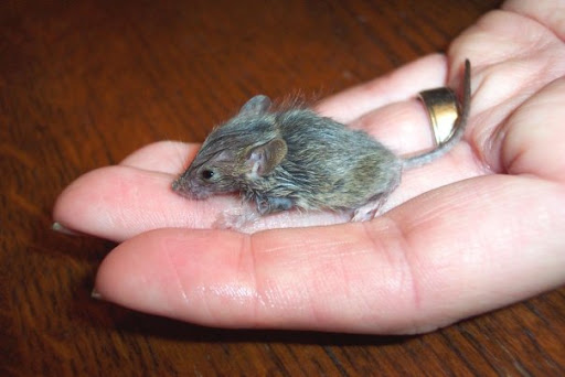 They teach us that even the smallest creature has needs and feelings... and their protection from humans often depends upon the compassion of other humans...