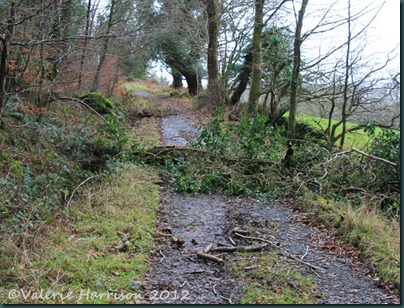 2-fallen-tree