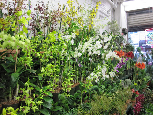Another beautiful photo in the front of the the Foliage Garden store.