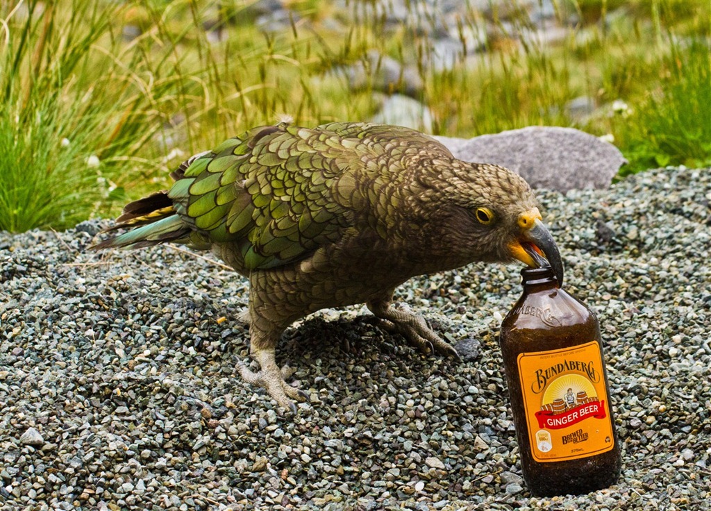 [BeerBird%255B6%255D.jpg]