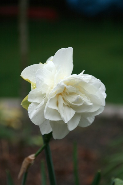 daffs8.jpg Daffs8
