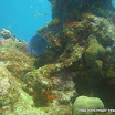 coralgardensdivesite12.jpg