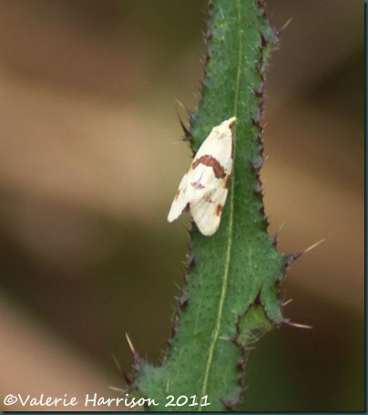 Aethes cnicana Aethes cnicana
