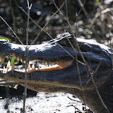 Black Caiman