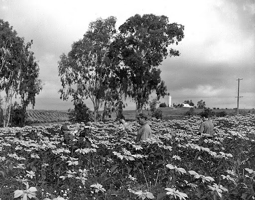 Workers at the ranch in the 1930s harvested poinsettias as field-grown plants, which was the standard practice for producing cut flowers. But since the 1960s, the Ecke family has grown all of its crops indoors. Workers at the ranch in the 1930s harvested poinsettias as field-grown plants, which was the standard practice for producing cut flowers. But since the 1960s, the Ecke family has grown all of its crops indoors.