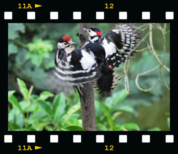 [Male-woodpecker-feeding-young-01-fil.png]