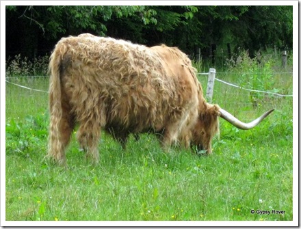 A very shaggy Highland bull. What a great set of handlebars.