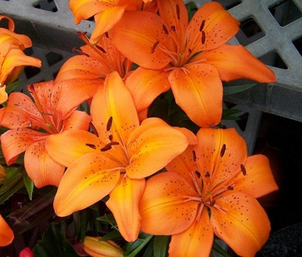 100_3379 orange lillies.preview