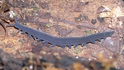 Peripatoides sp. dari filum Onychophora 
