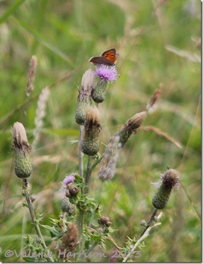 39-small-copper