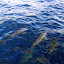 Des dauphins !