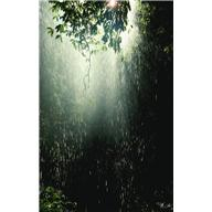 [drenched-forest5.png]