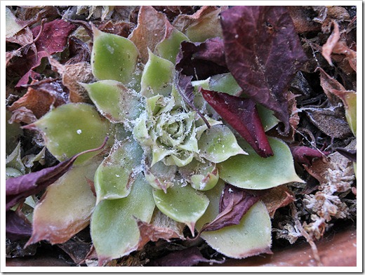 110828_sempervivums-with-mealybugs_04